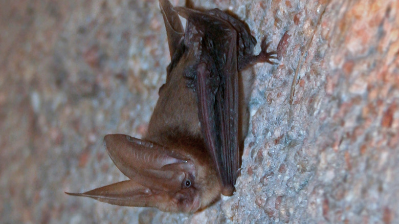 A Townsend's big-eared bat hanging upside-down