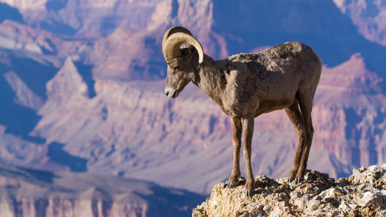 A desert bighorn sheep in the Grand Canyon