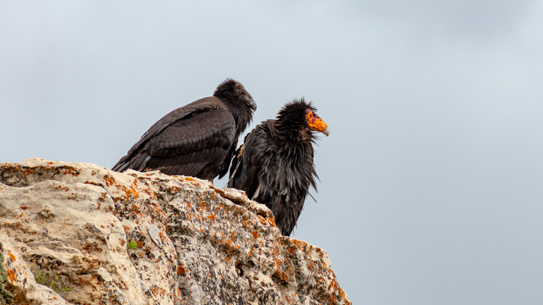 Pair of California condors in Grand Canyon National Park