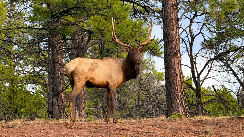 Elk standing among trees in Grand Canyon National Park