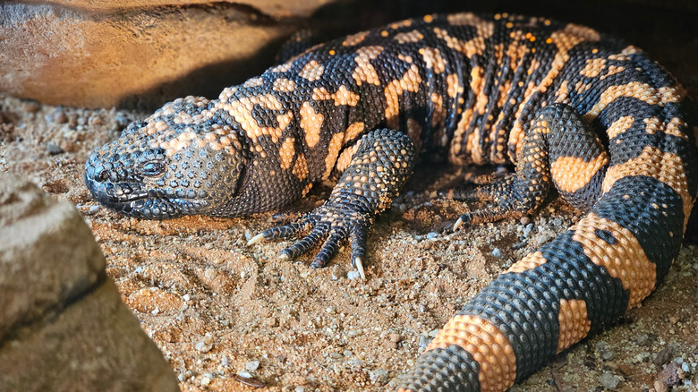 Gila monster under a rock outcrop