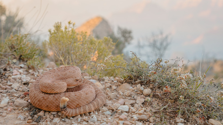 Grand Canyon rattlesnake coiled up among rocks in the Grand Canyon