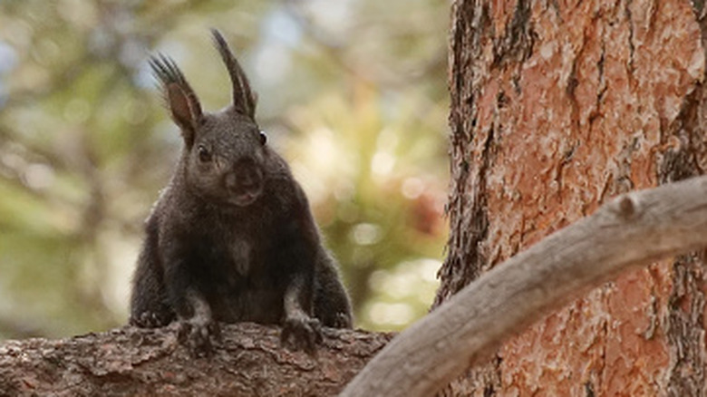 Kaibab squirrel on a tree limb