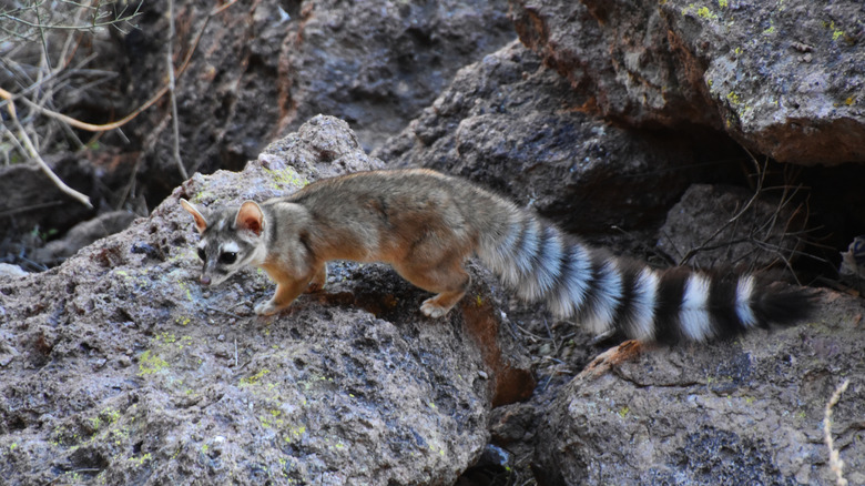 Ringtail cat on rocks