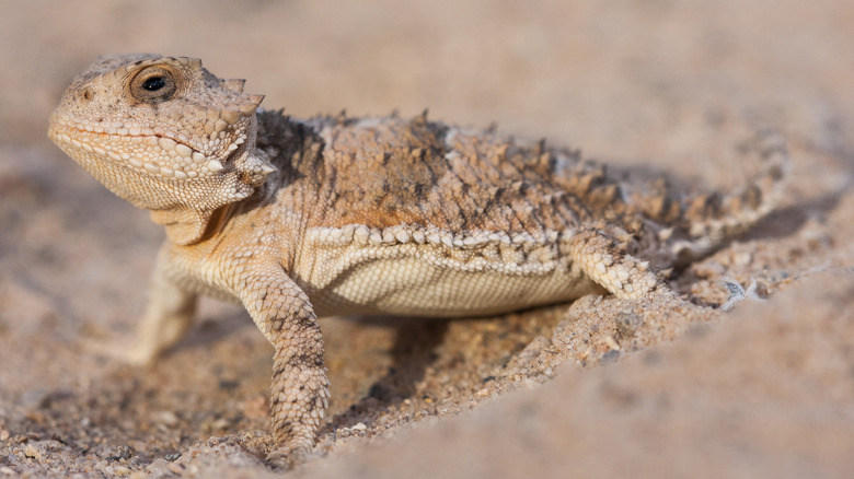 Short-horned lizard in Grand Canyon National Park