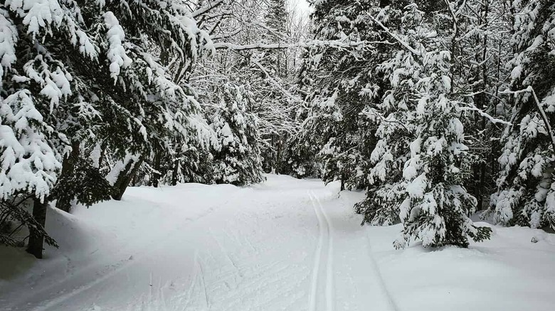 ABR cross-country ski trails through woods