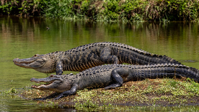 Two American alligators resting in the grass in a wetland area of Florida on a sunny, bright day
