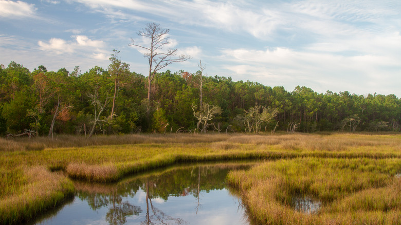 Pine trees and green and gold grasses reflected in the still waters of a beautiful coastal marsh, Croatan National Forest, North Carolina