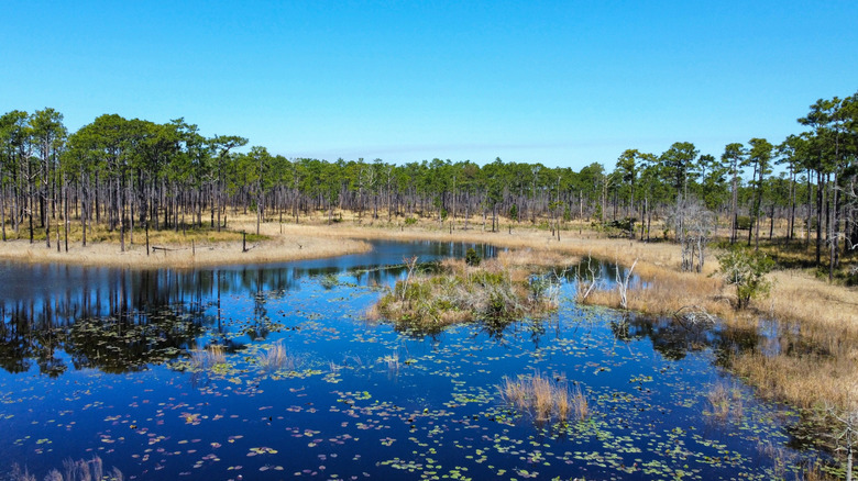Aerial view of ponds and pine trees in the Croatan National Forest, North Carolina