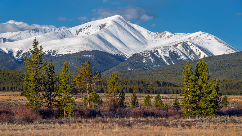 Mount Albert in Colorado, with trees in the foreground