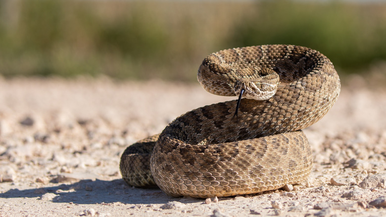 Rattlesnake in Texas