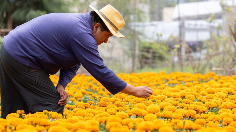 Farmer tending to flowers on a floating garden in Xochimilco