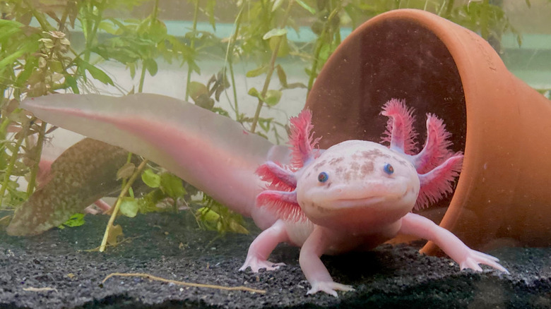 The endangered axolotl, an endemic species to Xochimilco