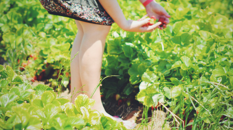 Strawberry picking in South Georgia, United States