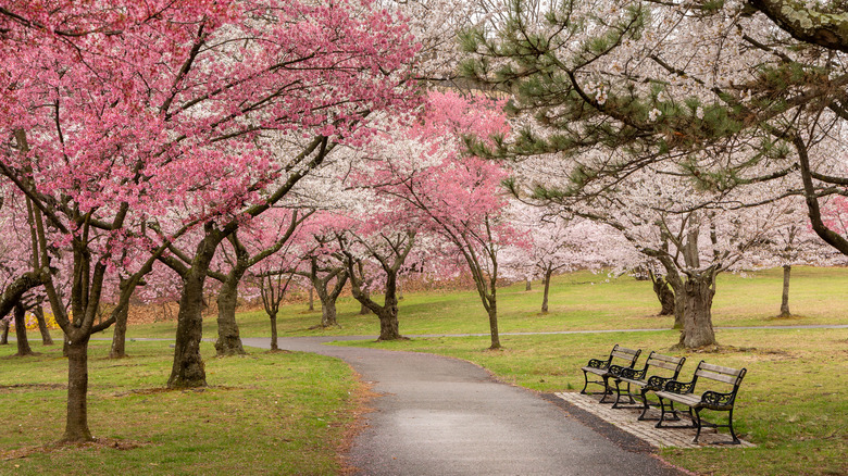 Cherry blossoms in Branch Brook Park