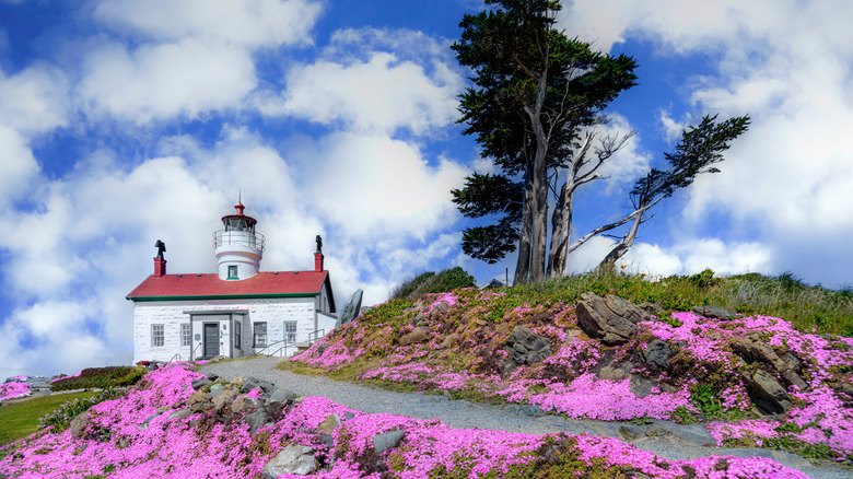 Purple flowers line the path to the Battery Point Lighthouse in Crescent City, California