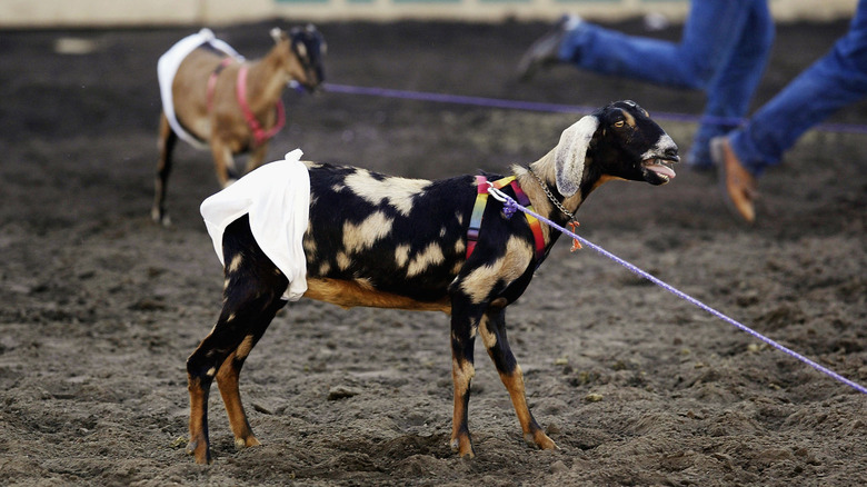A black and brown goat wearing underwear at a goat dressing rodeo event.