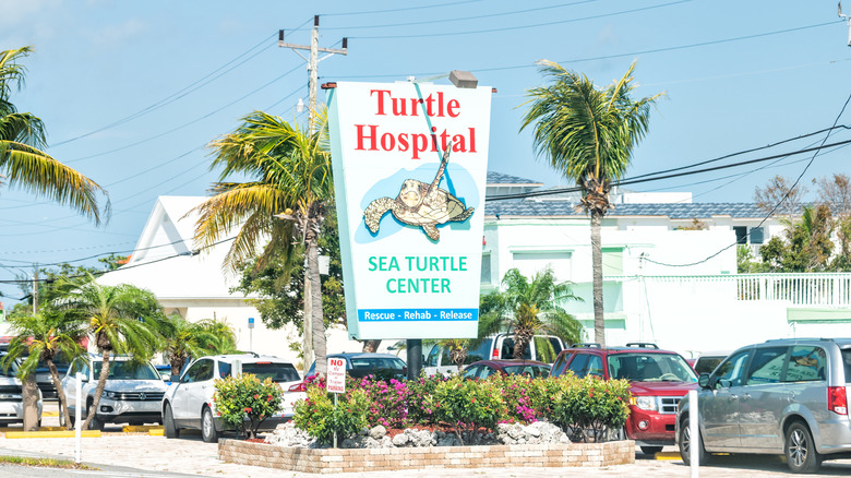 Turtle Hospital in Marathon, Florida Keys