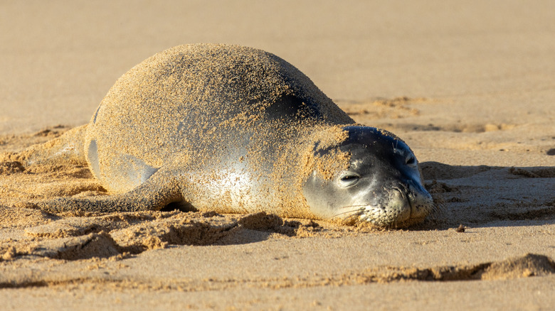 A sand-covered seal sleeping on the shore