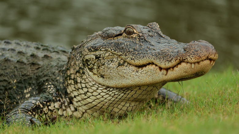 Close up of an alligator