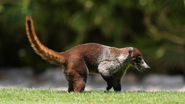 A coati pictured in Playa del Carmen, Mexico