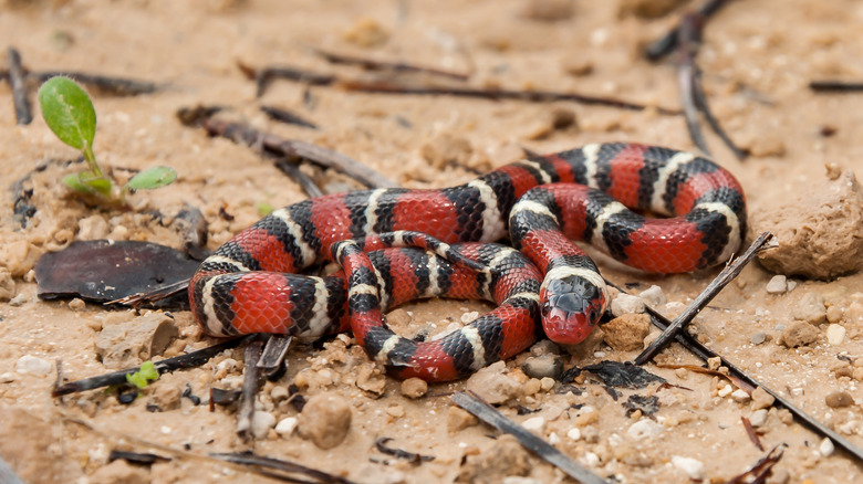 Close up of a kingsnake