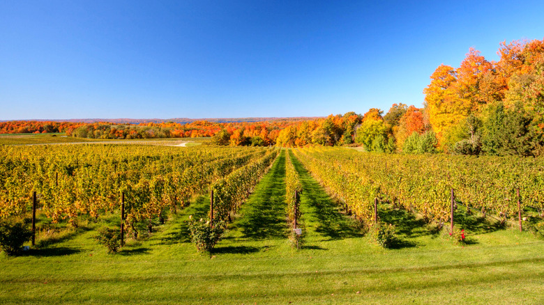 A vineyard in Traverse City, Michigan in the fall