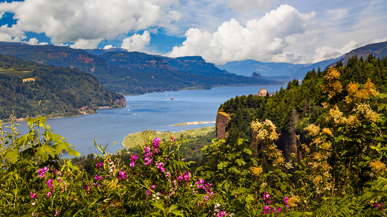 A dramatic river gorge with blooming flowers in the foreground
