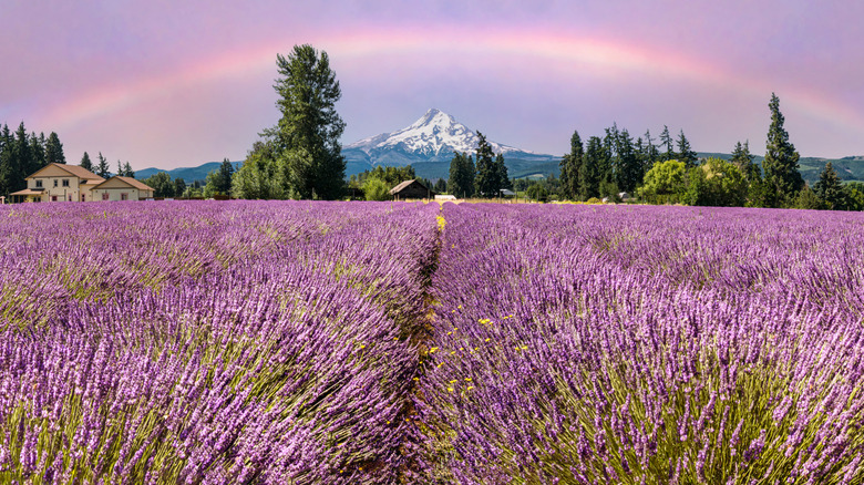 Fields of lavender with a mountain and rainbow in the background