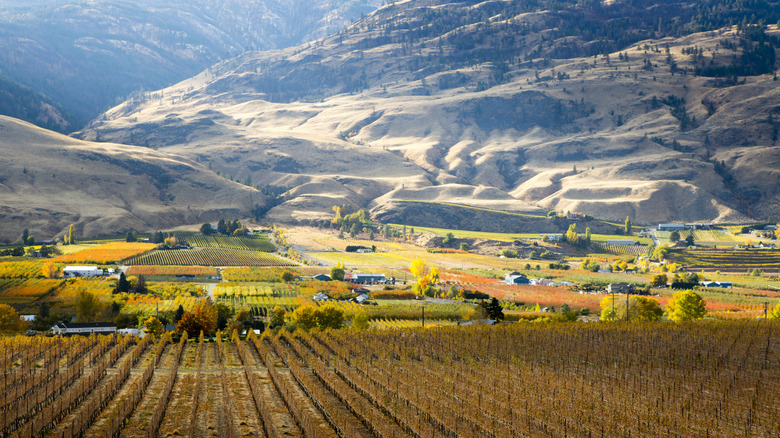 Winery in Oliver, British Columbia