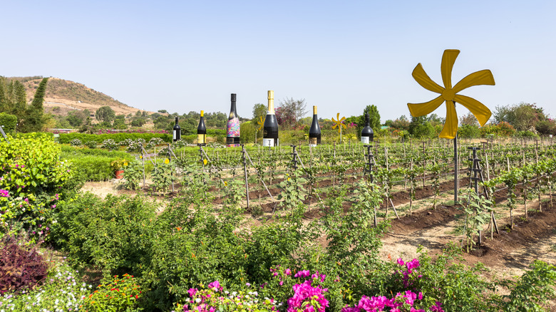 Viw of the Sula Vineyards vines in Nashik