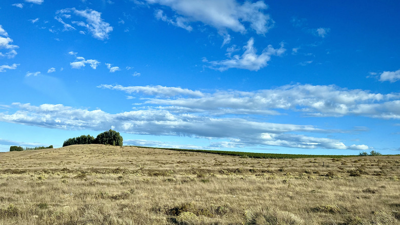 Grassy hills in Prosser, Washington
