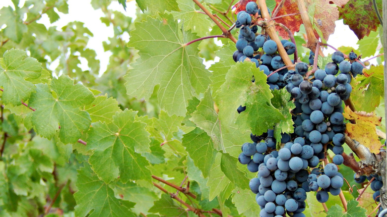 Grape cluster in Prosser, Washington