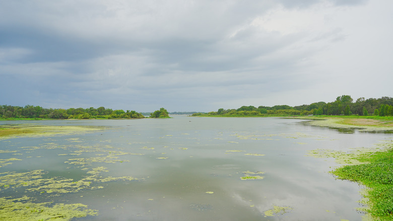 ﻿﻿Edward Medard Conservation Park