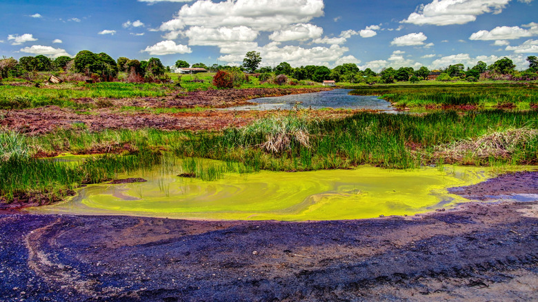 Water marshlands mix with oily tar to create a colorful landscape