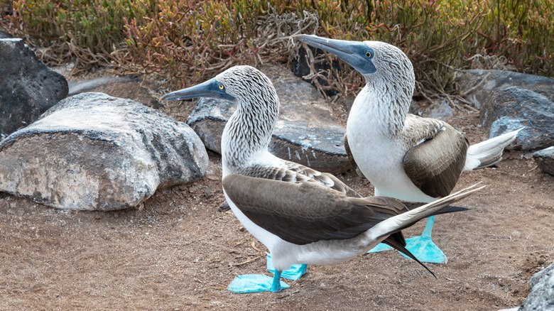Blue-footed Boobies in the Galapagos Islands.