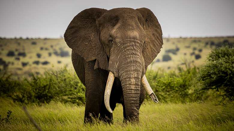 An Elephant at Kruger National Park.