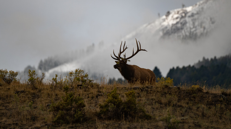 An elk bull in Yellowstone National Park.