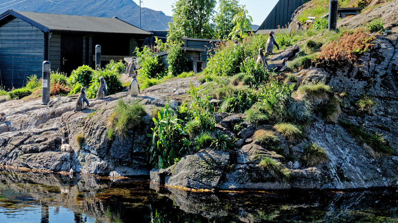 Atlanterhavsparken Aquarium's outdoor penguin exhibit.