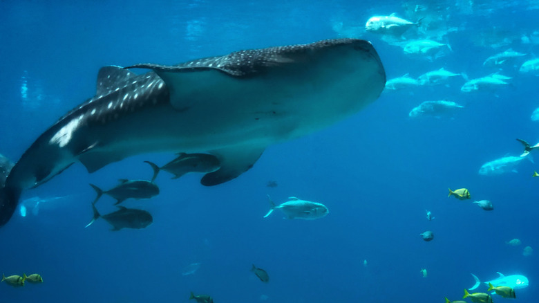 Whale sharks in the Georgia Aquarium's Ocean Voyager exhibit.