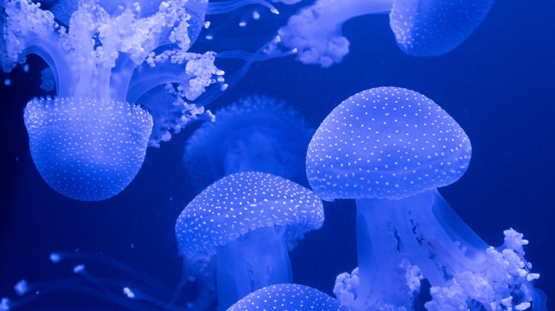 A jellyfish exhibit at the Georgia Aquarium in Atlanta