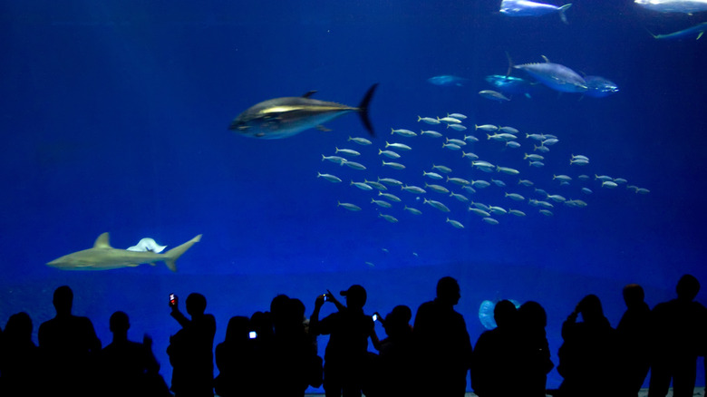 The Monterey Bay Aquarium's Open Sea exhibit.