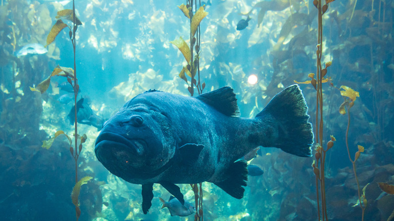 A grouper in the Monterey Bay Aquarium's kelp forest exhibit.