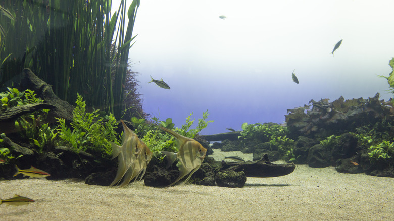 Takashi Amano's Forest Underwater exhibit at the Lisbon Oceanarium.