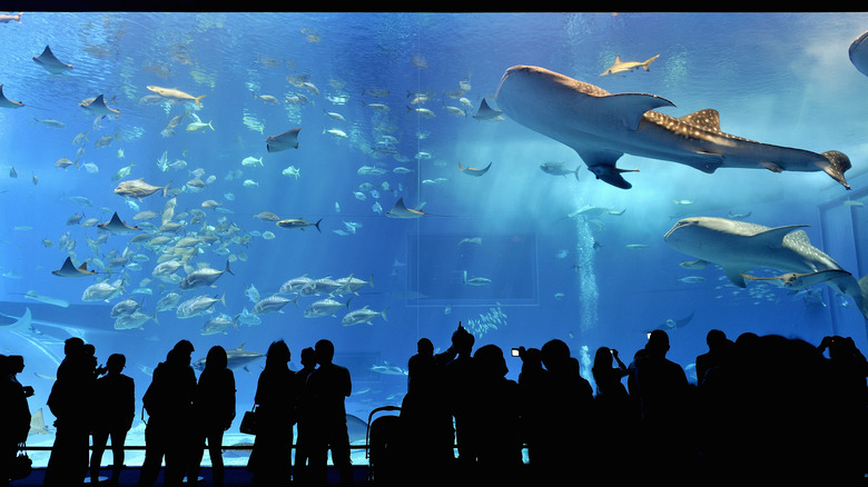 The Okinawa Churaumi Aquarium's Kuroshio Sea tank with whale sharks.
