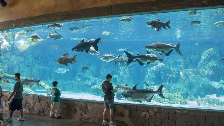 The Mekong River exhibit at River Wonders in Singapore.