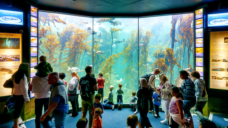 The kelp forest at Two Oceans Aquarium, Cape Town, South Africa.