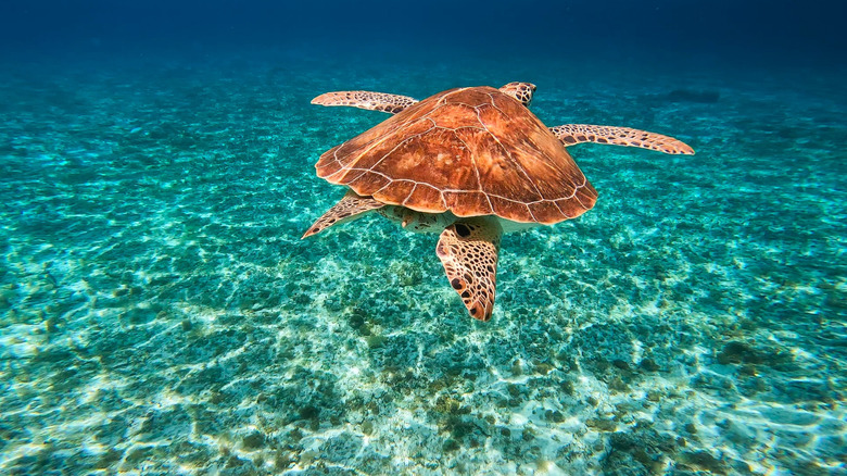 Sea turtle swimming in the clear blue water of Cozumel