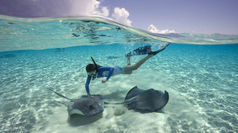 Snorkeler swims with rays in the waters near Grand Cayman Island