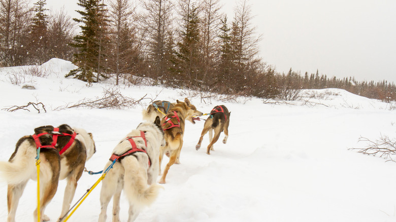 Dog sledding in Manitoba